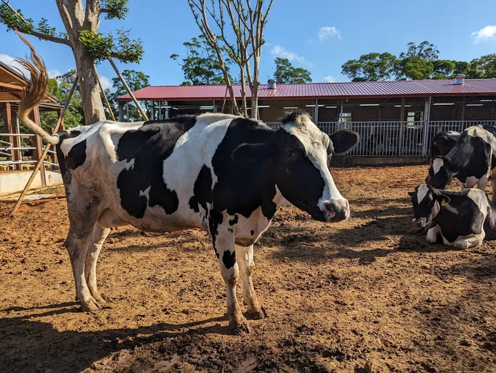 Pushin-Ranch in Yangmei District - Ask AI | mindtrip