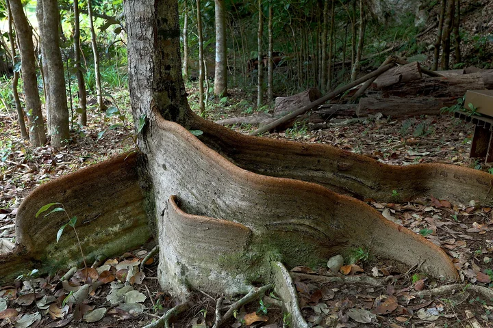 Sakishima Sappanwood Tree in Higashi-son - Ask AI | mindtrip