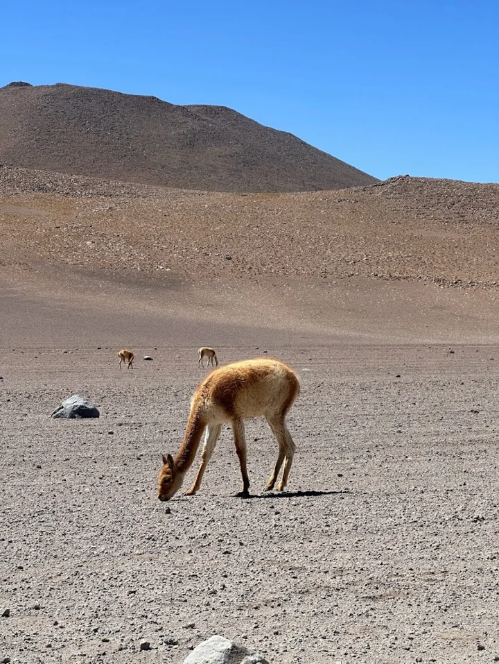 Salvador Dalí Desert | What to Know Before You Go