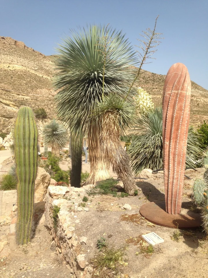 Cactus Nijar in Nijar, Spain | Ask Anything